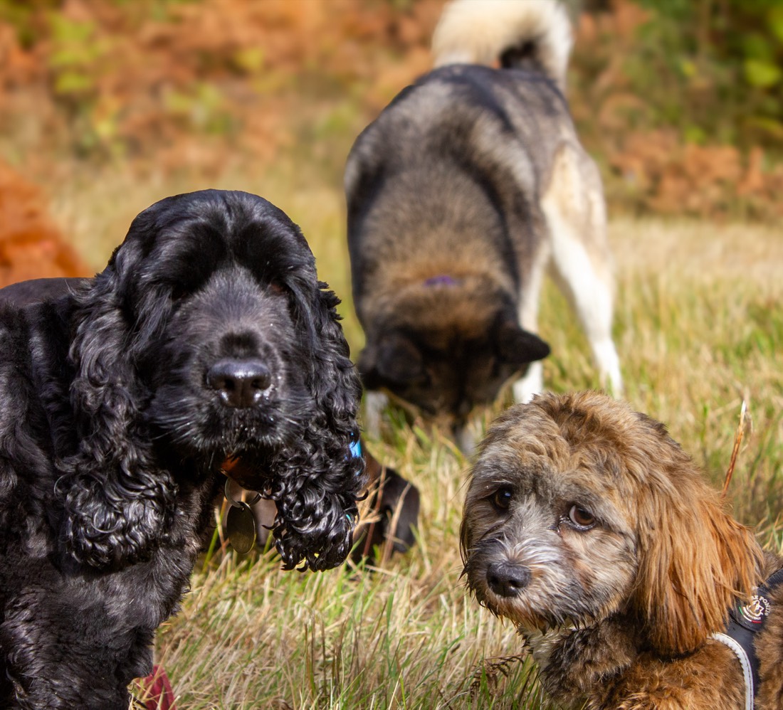 Pack of dogs together on an autumn walk