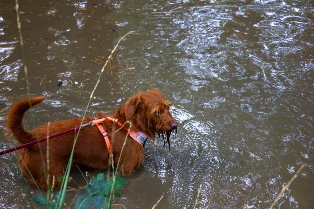 Dog splashing in a stream