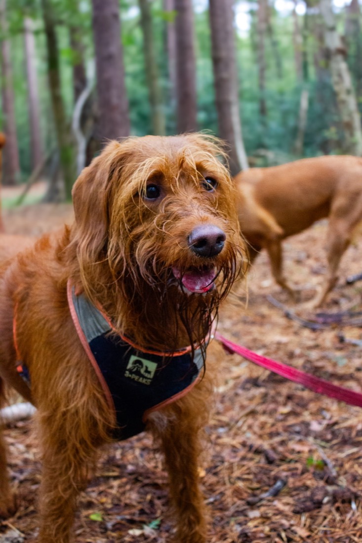 Happy dog in woodland