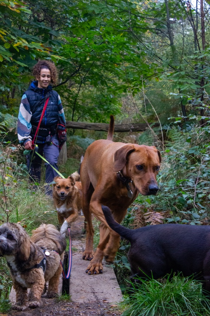 Pack of dogs on a woodland trail