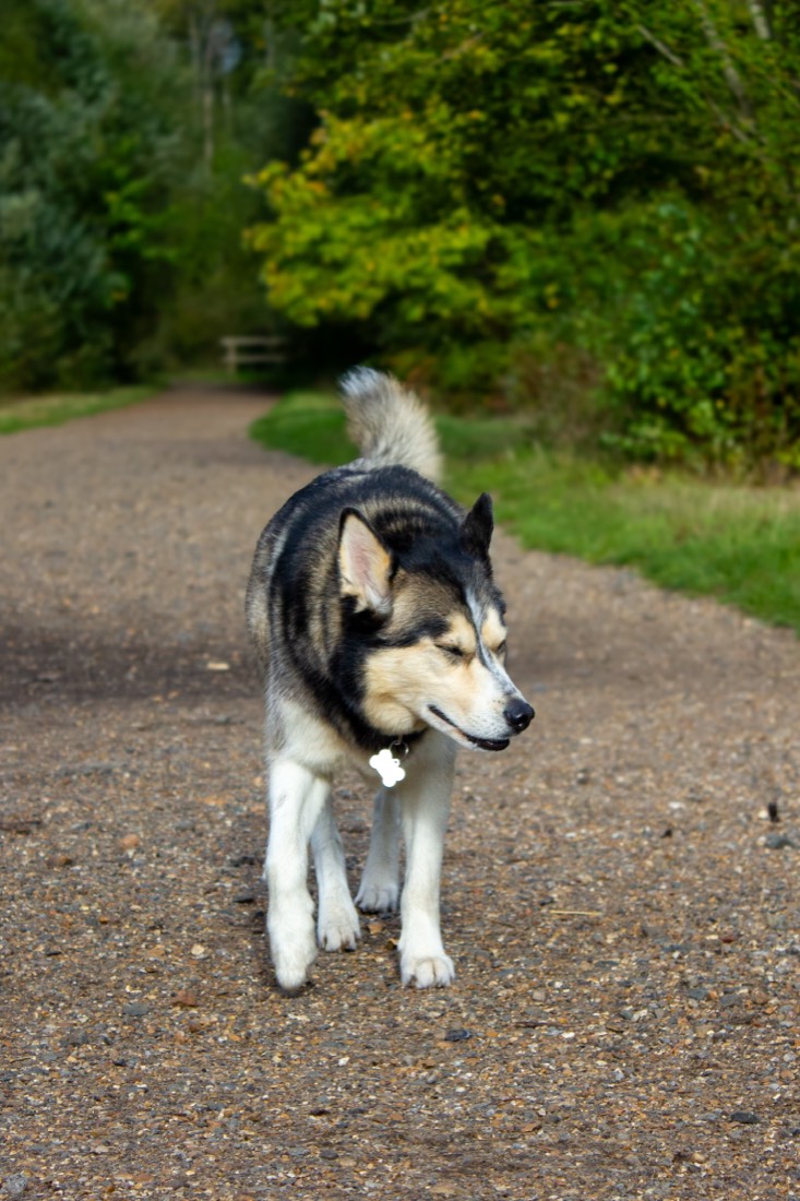Husky walking along a countryside path