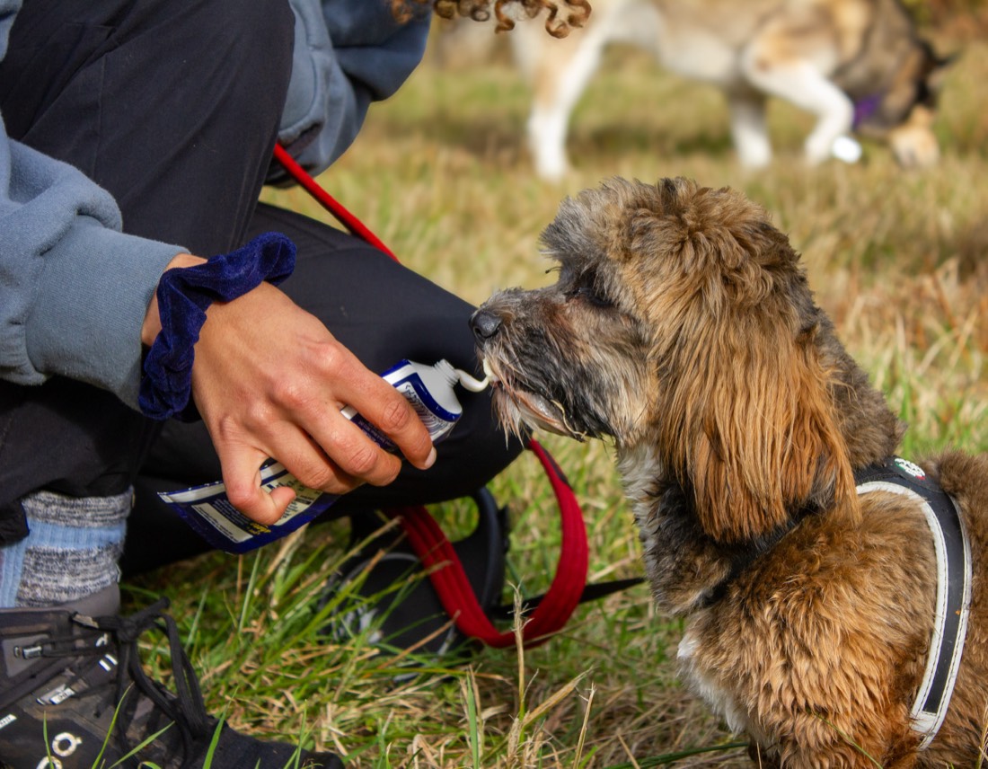A dog taking a treat from its walker