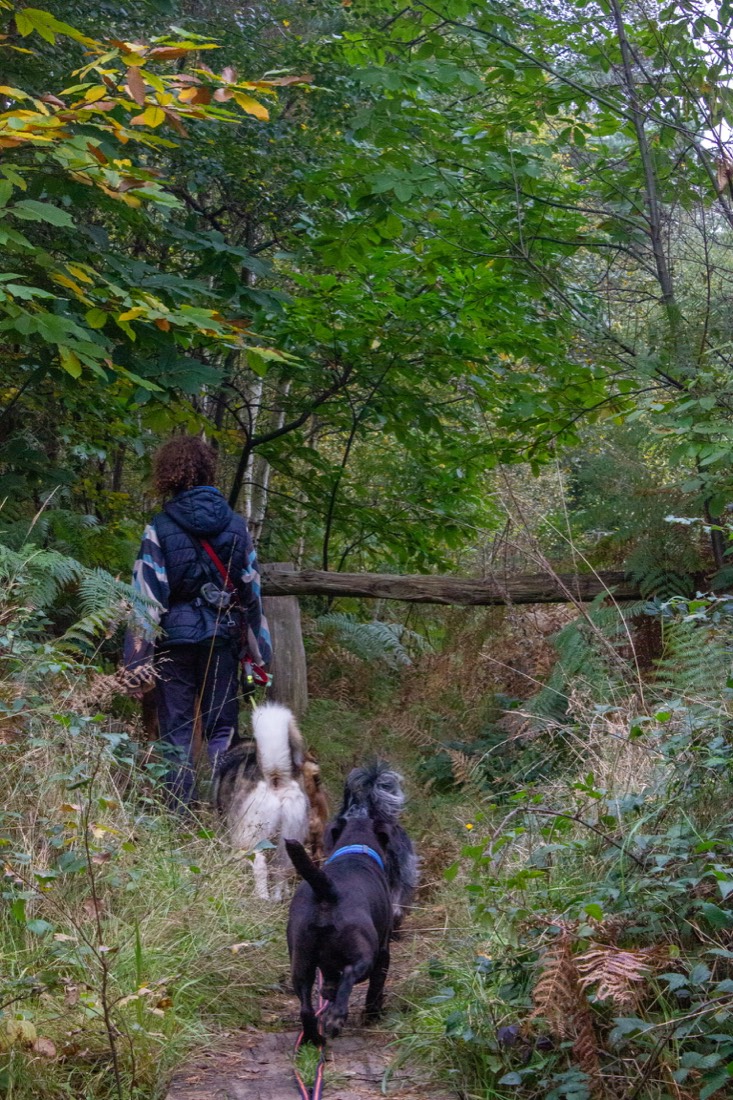 Dogs exploring a woodland trail on a group walk