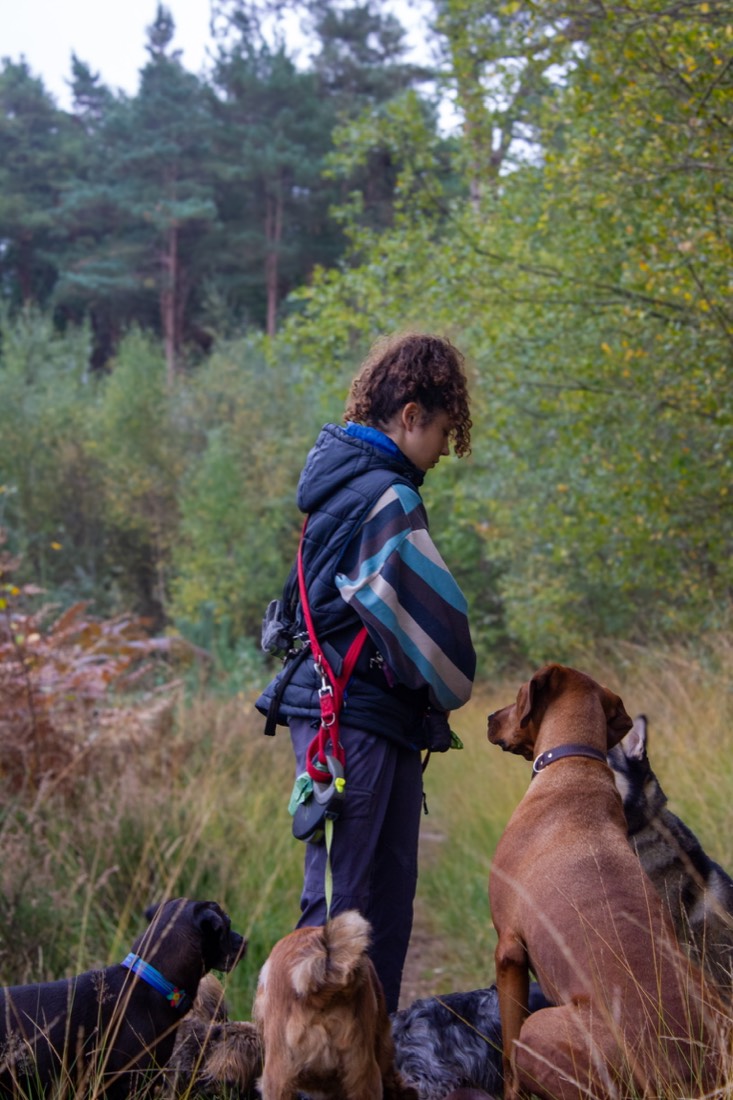 Walker with a group of dogs out on the heath